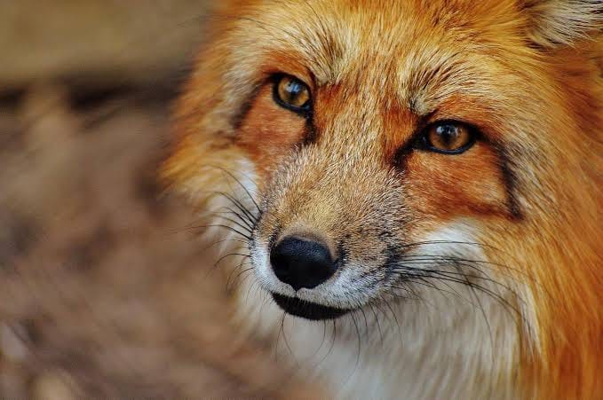 Nahaufnahme eines Fuchses mit orangerotem Fell, bernsteinfarbenen Augen und schwarzer Nase, der aufmerksam in die Kamera schaut. Der Hintergrund ist unscharf.